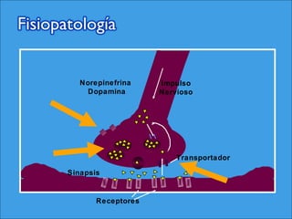 Receptores
Sinapsis
Impulso
Nervioso
Transportador
Norepinefrina
Dopamina
 