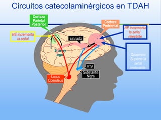 Circuitos catecolaminérgicos en TDAH
Locus
Coeruleus
VTA
Substantia
Nigra
Corteza
Parietal
Posterior
SensorySensory
inputinput
Corteza
Prefrontal
Estriado
NE incrementa
la señal
relevante
Dopamina
Suprime la
señal
irrelevante
NE incrementa
la señal
 