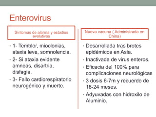Enterovirus
Síntomas de alarma y estadios
evolutivos
• 1- Temblor, mioclonias,
ataxia leve, somnolencia.
• 2- Si ataxia evidente
amneas, disartria,
disfagia.
• 3- Fallo cardiorespiratorio
neurogénico y muerte.
Nueva vacuna ( Administrada en
China)
• Desarrollada tras brotes
epidémicos en Asia.
• Inactivada de virus enteros.
• Eficacia del 100% para
complicaciones neurológicas
• 3 dosis 6-7m y recuerdo de
18-24 meses.
• Adyuvadas con hidroxilo de
Aluminio.
 
