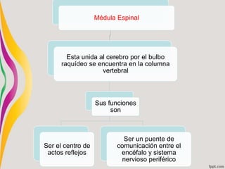 Médula Espinal
Esta unida al cerebro por el bulbo
raquídeo se encuentra en la columna
vertebral
Sus funciones
son
Ser el centro de
actos reflejos
Ser un puente de
comunicación entre el
encéfalo y sistema
nervioso periférico
 
