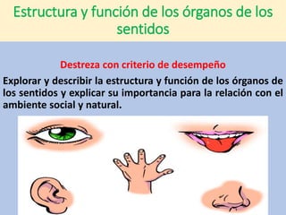 Estructura y función de los órganos de los
sentidos
Destreza con criterio de desempeño
Explorar y describir la estructura y función de los órganos de
los sentidos y explicar su importancia para la relación con el
ambiente social y natural.
 