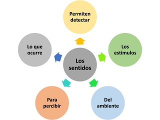 Los
sentidos
Permiten
detectar
Los
estímulos
Del
ambiente
Para
percibir
Lo que
ocurre
 