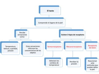 El tacto
Comprende el órgano de la piel
Percibe
sensaciones
como:
Temperatura,
textura, suavidad,
presión
Estas sensaciones
informan las
características de los
objetos
Existen 3 tipos de receptores
Termorreceptores
Detectan los
cambios de
temperatura
Mecanorreceptores
Perciben la
presión
Receptores
del dolor
Reaccionan
ante
estímulos que
pueden dañar
la piel.
 