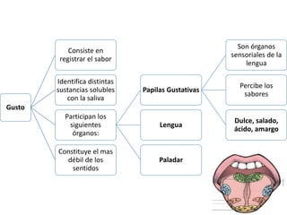 Gusto
Consiste en
registrar el sabor
Identifica distintas
sustancias solubles
con la saliva
Participan los
siguientes
órganos:
Papilas Gustativas
Son órganos
sensoriales de la
lengua
Percibe los
sabores
Dulce, salado,
ácido, amargo
Lengua
Paladar
Constituye el mas
débil de los
sentidos
 