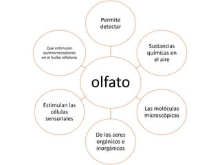 olfato
Permite
detectar
Sustancias
químicas en
el aire
Las moléculas
microscópicas
De los seres
orgánicos e
inorgánicos
Estimulan las
células
sensoriales
Que estimulan
quimiorreceptores
en el bulbo olfatorio
 