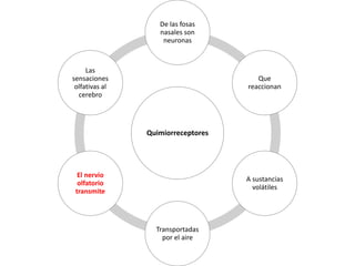 Quimiorreceptores
De las fosas
nasales son
neuronas
Que
reaccionan
A sustancias
volátiles
Transportadas
por el aire
El nervio
olfatorio
transmite
Las
sensaciones
olfativas al
cerebro
 