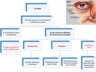 La vista
Permite conocer al ser humano el
medio que lo rodea
Es el sentido humano
mas perfecto
El órgano receptor es
el ojo o globo ocular
El ojo cuenta con distintas
estructuras que lo protejen
Cavidad ósea
Llamada orbita que
lo contiene
Parpados
Repliegue de piel
que lo rodea
Glándula lacrimal su
secreción mantiene
al ojo húmedo
Pestañas y
cejas
Desvían las
gotas de sudor
provenientes
de la frente
 