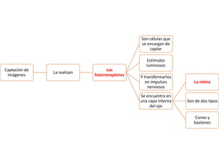 Captación de
imágenes
La realizan
Los
fotorreceptores
Son células que
se encargan de
captar
Estímulos
luminosos
Y transformarlos
en impulsos
nerviosos
Se encuentra en
una capa interna
del ojo
La retina
Son de dos tipos
Conos y
bastones
 