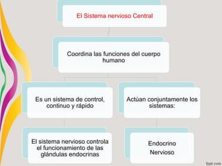 El Sistema nervioso Central
Coordina las funciones del cuerpo
humano
Es un sistema de control,
continuo y rápido
El sistema nervioso controla
el funcionamiento de las
glándulas endocrinas
Actúan conjuntamente los
sistemas:
Endocrino
Nervioso
 