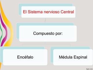 El Sistema nervioso Central
Compuesto por:
Encéfalo Médula Espinal
 
