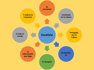 Encéfalo
Se
encuentra
Localizado
en la cabeza
Protegido
por el
cráneo
Su función
es
Es receptar
La
información
que llega
A todo el
cuerpo
Y ordena la
respuesta
 