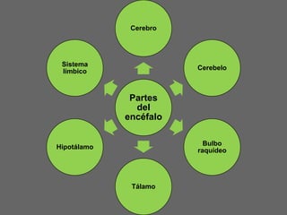 Partes
del
encéfalo
Cerebro
Cerebelo
Bulbo
raquídeo
Tálamo
Hipotálamo
Sistema
límbico
 