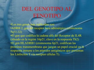DEL GENOTIPO AL
           FENOTIPO
•Los tres genes más replicados son:
•ADRB 2, gen del receptor beta adrenérgico (cromosoma
5q31-32)
•El gen que codifica la cadena alfa del Receptor de IL4R
(situado en la región 16p21, clave en la respuesta Th2)
•El gen HLADRB1 (cromosoma 6p21, codifican las
proteinas transmembrana que juegan un papel crucial en la
respuesta inmune a los péptidos antigénicos que presentan
los Linfocitos T vía receptor células T).
 
