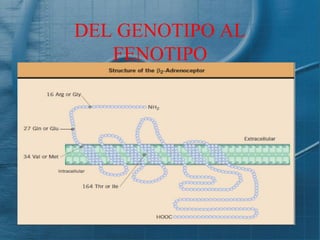 DEL GENOTIPO AL
   FENOTIPO
 