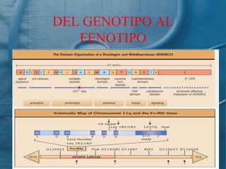 DEL GENOTIPO AL
   FENOTIPO
 