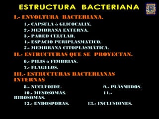 ESTRUCTURA BACTERIANA
I.- ENVOLTURA BACTERIANA.
   1.-   CAPSULA ó GLICOCALIX.
   2.-   MEMBRANA EXTERNA.
   3.-   PARED CELULAR.
   4.-   ESPACIO PERIPLASMATICO.
   5.-   MEMBRANA CITOPLASMÁTICA.
II.- ESTRUCTURAS QUE SE PROYECTAN.
   6.- PILIS ó FIMBRIAS.
   7.- FLAGELOS.
III.- ESTRUCTURAS BACTERIANAS
INTERNAS
   8.- NUCLEOIDE.                9.- PLÁSMIDOS.
   10.- MESOSOMAS.               11.-
RIBOSOMAS.
   12.- ENDOSPORAS.        13.- INCLUSIONES.
 