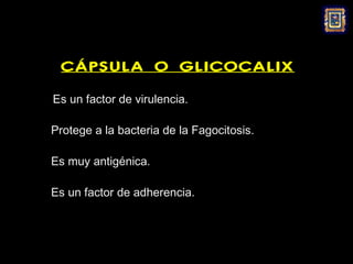 CÁPSULA O GLICOCALIX
    Es un factor de virulencia.

   Protege a la bacteria de la Fagocitosis.

   Es muy antigénica.

   Es un factor de adherencia.
 