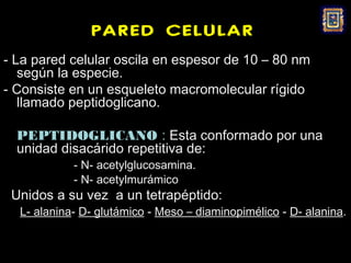 PARED CELULAR
- La pared celular oscila en espesor de 10 – 80 nm
   según la especie.
- Consiste en un esqueleto macromolecular rígido
   llamado peptidoglicano.

  PEPTIDOGLICANO : Esta conformado por una
  unidad disacárido repetitiva de:
            - N- acetylglucosamina.
            - N- acetylmurámico
 Unidos a su vez a un tetrapéptido:
  L- alanina- D- glutámico - Meso – diaminopimélico - D- alanina.
 