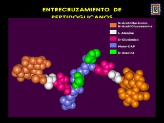 ENTRECRUZAMIENTO DE
  PEPTIDOGLICANOS
 