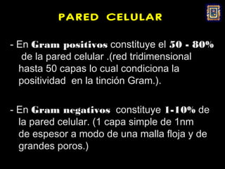 PARED CELULAR

- En Gram positivos constituye el 50 - 80%
   de la pared celular .(red tridimensional
  hasta 50 capas lo cual condiciona la
  positividad en la tinción Gram.).

- En Gram negativos constituye 1-10% de
  la pared celular. (1 capa simple de 1nm
  de espesor a modo de una malla floja y de
  grandes poros.)
 