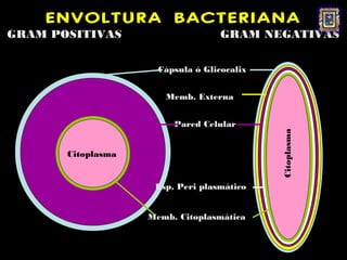 ENVOLTURA BACTERIANA
GRAM POSITIVAS                      GRAM NEGATIVAS

                      Cápsula ó Glicocalix


                       Memb. Externa


                         Pared Celular




                                             Citoplasma
       Citoplasma


                     Esp. Peri plasmático


                    Memb. Citoplasmática
 