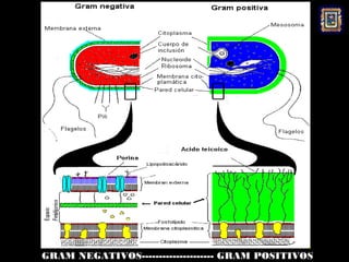 GRAM NEGATIVOS--------------------- GRAM POSITIVOS
 
