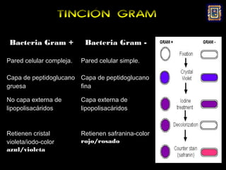 TINCIÓN GRAM

 Bacteria Gram +           Bacteria Gram -

Pared celular compleja.   Pared celular simple.

Capa de peptidoglucano Capa de peptidoglucano
gruesa                 fina

No capa externa de        Capa externa de
lipopolisacáridos         lipopolisacáridos



Retienen cristal          Retienen safranina-color
violeta/iodo-color        rojo/rosado
azul/violeta
 