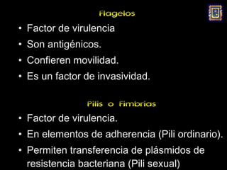 Flagelos
• Factor de virulencia
• Son antigénicos.
• Confieren movilidad.
• Es un factor de invasividad.

                Pilis o Fimbrias
• Factor de virulencia.
• En elementos de adherencia (Pili ordinario).
• Permiten transferencia de plásmidos de
  resistencia bacteriana (Pili sexual)
 
