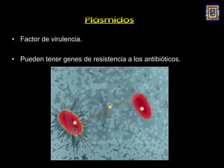 Plásmidos
• Factor de virulencia.

• Pueden tener genes de resistencia a los antibióticos.




                               R
                                          R




                    R

                    R
 