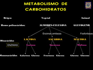 METABOLISMO DE
                   CARBOHIDRATOS
   Origen                           Vegetal                      Animal


 Homo polisacáridos:             ALMIDON-CELULOSA          GLUCOGENO


                                    Enzimas amilasas             Fosforilasas

                   LACTOSA               SACAROSA          MALTOSA
Disacáridos
      ENZIMAS          Lactasa            Sacarasa            Maltasa



Monosacáridos   Galactosa Glucosa    Fructuosa Glucosa   Glucosa Glucosa.
 