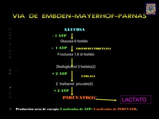 VIA DE EMBDEN-MAYERHOF-PARNAS
•                               GLUCOSA
•
•                        - 1 ATP
•
                              Glucosa 6 fosfato
•

                         - 1 ATP        FOSFOFRUCTOQUINASA
•
•                           Fructuosa 1,6 di fosfato
•




                           3fosfoglicerol 3 fosfato(2)
•   .
•                        + 2 ATP
                                            ENOLASA


                           2 fosfoenol piruvato(2)
•
                          + 2 ATP
•

                               PIRUVATO(2)*
                                                                  LACTATO
•




•   Producción neta de energia 2 moléculas de ATP- 2 moléculas de PIRUVATO.
 