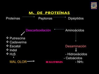 M. DE PROTEÍNAS
Proteínas           Peptonas          Dipéptidos


            Descarboxilación        Aminoácidos

 Putrescina
 Cadaverina
 Escatol                           Desaminación
 Indol
 H2S                               - Hidroxiácidos
                                  - Cetoácidos
  MAL OLOR              HALITOSIS          - NH3
 