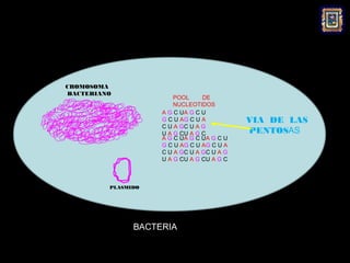 CROMOSOMA
BACTERIANO
                        POOL      DE
                        NUCLEOTIDOS
                    A G C UA G C U
                    G C U AG C U A           VIA DE LAS
                    C U A GC U A G
                    U A G CU A G C           PENTOSAS
                    A G C U A G C UA G C U
                    G C U AG C U AG C U A
                    C U A GC U A GC U A G
                    U A G C U A G CU A G C



         PLASMIDO




               BACTERIA
 