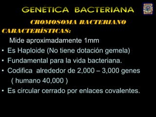 GENÉTICA BACTERIANA
      CROMOSOMA BACTERIANO
CARACTERÍSTICAS:
    Mide aproximadamente 1mm
•   Es Haploide (No tiene dotación gemela)
•   Fundamental para la vida bacteriana.
•   Codifica alrededor de 2,000 – 3,000 genes
     ( humano 40,000 )
•   Es circular cerrado por enlaces covalentes.


•
 