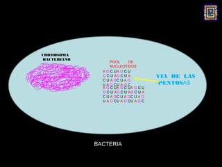 CROMOSOMA
BACTERIANO
                   POOL      DE
                   NUCLEOTIDOS
               A G C UA G C U
               G C U AG C U A           VIA DE LAS
               C U A GC U A G
               U A G CU A G C           PENTOSAS
               A G C U A G C UA G C U
               G C U AG C U AG C U A
               C U A GC U A GC U A G
               U A G C U A G CU A G C




             BACTERIA
 