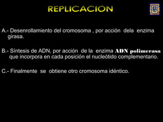 REPLICACIÓN
A.- Desenrollamiento del cromosoma , por acción dela enzima
   girasa.

B.- Síntesis de ADN, por acción de la enzima ADN polimerasa
   que incorpora en cada posición el nucleótido complementario.

C.- Finalmente se obtiene otro cromosoma idéntico.
 