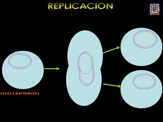 REPLICACIÓN




CELULA BACTERIANA
 