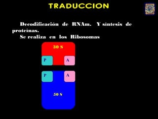 TRADUCCION

   Decodificación de RNAm. Y síntesis de
proteínas.
   Se realiza en los Ribosomas
              30 S.

          P           A


          P           A



              50 S.
 