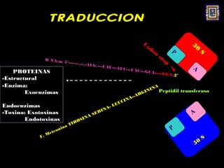 TRADUCCION
                                                                                   Co                           30
                                                                                      d   ón              P          S.
                                                                                               st
              R NA-m
                     5’-------.--
                                                                                                  o   p
                                 .-AUG.---
                                          UAU—AU
                                                 C---UAC                                                        A
    PROTEINAS                                                                  ---GCA---
                                                                                        --UGA-3’
-Estructural
-Enzima:                                                                                      NA
                                                                                          I        Peptidil transferasa
        Exoenzimas                                                                 G   IN
                                                                               R
                                                                         A --A
                                                               U   CIN
Endoenzimas                                                 LE
                                                   N   A-
-Toxina: Exotoxinas                             RI                                                              A
                                       A   SE
        Endotoxinas            O   SIN
                           TIR
                       ina                                                                                P
                 te on
               Me
            F.                                                                                                        S.
                                                                                                                 50
 