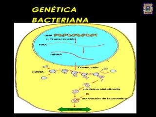 GENÉTICA
BACTERIANA
 
