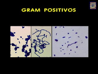 GRAM POSITIVOS
 