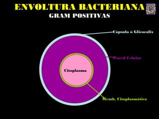ENVOLTURA BACTERIANA
     GRAM POSITIVAS

                         Cápsula ó Glicocalix




                         Pared Celular


        Citoplasma




                     Memb. Citoplasmática
 