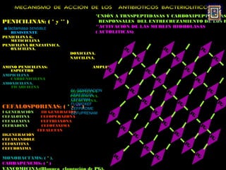 MECANISMO DE ACCIÓN DE LOS                   ANTIBIOTICOS BACTERIOLÍTICOS
                                       *UNIÓN A TRNSPEPTIDASAS Y CARBOXIPEPTIDASAS
PENICILINAS: ( * y ** )                  RESPONSALES DEL ENTRECRUZAMIENTO DE LOS P
B   lactamasa SENSIBLE                 **ACTIVACIÓN DE LAS MUREIN HIDROLASAS
   RESISTENTE                          ( AUTOLITICAS)
PENICILINA G.
   METICICLINA
PENICILINA BENZATÍNICA.
   OXACILINA.                                        PG                         PG                             PG
                          DOXICLINA.
                          NAFCILINA.                           PG                         PG                             PG
AMINO PENICILINAS:                     P
                                   AMPLIO
                                           G                         P                          PG
   ESPECTRO                                                           G
AMPICILINA
   CARBENICILINA                                PG                         PG                             PG
AMOXICILINA.
   TICARCILINA
                          IV GENERACION                   PG                         P                              PG
                          MEZOCILINA                                                  G
                          CEFETECOL
                          PIPERACINA.
                          CEFEPIMA
                          AZLOCILINA.                               PG                     P                              P
                          FLOMOXEF                                                          G                              G
CEFALOSPORINAS: ( * CEFPIROME
                          y ** )
I GENERACIÓN  III GENERACIÓN               P                              PG                         P
                          CEFUPRENAM        G                                                         G
CEFALOTINA    CEFOPERAZONA
CEFALEXINA    CEFTRIAXONA                                                       PG
CEFRADINA     CEFOTAXIMA                            P                                                          PG
             CEFALETAN
                                                     G
                                                           P                              PG
IIGENERACIÓN                                                G                                                       PG
CEFAMANDOLE
CEFOXITINA                                                                                      PG
CEFUROXIMA
                                                                    PG
                                               P                          P                               PG
MONOBACTAMS: ( * ).                             G                          G
CARBAPENEMS: ( * )
VANCOMICINA:(Bloquea elongación de PG).
 