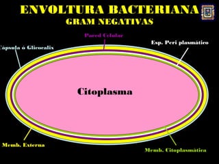 ENVOLTURA BACTERIANA
                       GRAM NEGATIVAS
                         Pared Celular
                                           Esp. Peri plasmático
Cápsula ó Glicocalix




                        Citoplasma




 Memb. Externa
                                         Memb. Citoplasmática
 
