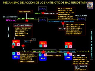 MECANISMO DE ACCIÓN DE LOS ANTIBIOTICOS BACTERIOSTÁTICOS

                                                   DNA                   AC. NALIDIXICO.
                                                                         NORFLOXACINO
                            RIFAMPICINA                                  CIPROFLOXACINO
                                               GIRASA         QUINOLONAS
                                                                         OFLOXACINO
TRANSCRIPSIÓN                                                            MOXIFLOXACINO REPLICACIÓN
                                                                         GATIFLOXACINO
  RNA m
                       RNA POLIMERASA II
                                                   DNA                                         DNA
                                                                SINTESIS DE AC. NUCLEICOS

                     AMINOGLICOCIDOS                                             SULFAMETOXAZOLE
                                                                                 SULFADIAZINA
    TRADUCCIÓN




                     ESTREPTOMICINA                                       SULFAS SULFACETAMIDA
                     GENTAMICINA                                                 SULFADOXINA




                                                                                                            ELONGACION DE LA PROTEINA
                     AMIKACINA                                                   COTRIMOXAZOLE
                     TOBRAMICINA                                                 TRIMETHOPRIM
                     NEOMICINA

                                          AA

                 30S.            RNA t
                                                       30S.                         30S.
                 P      A
                                                    P     A
                                                                                 P     A


                                          PEPTIDIL TRANSFERASA             TRANSLOCACIÓN
                 P      A
                            TETRACICLINAS                                       P      A
                                                   P      A
                            OXITETRACICLINA                   CLORANFENICOL                MACROLIDOS
                 50S.       DOXICICLINA                                          50S.      ERITROMICINA
                                                    50S.                                   AZITROMICINA
                            MINOCICLINA
                            DIMECLOCICLINA                                                 CLARITROMICINA
                                                                                           ROXITROMICINA
                                                                                             LINCOSINAM
                                                                                             IDAS
                                                                                             LINCOMICIN
 
