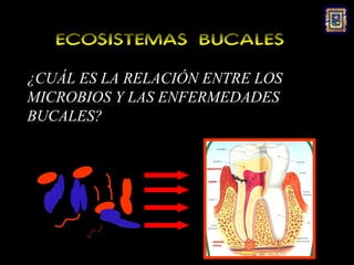 ECOSISTEMAS BUCALES
¿CUÁL ES LA RELACIÓN ENTRE LOS
MICROBIOS Y LAS ENFERMEDADES
BUCALES?
 