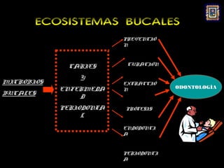ECOSISTEMAS BUCALES
                         PREVENCIÓ
                         N



              CARIES      CURACIÓN

                Y
MICROBIOS                EXTRACCIÓ
            ENFERMEDA    N            ODONTOLOGÍA
BUCALES
                D
            PERIODONTA   PRÓTESIS
                 L
                         ENDODONCI
                         A


                         PERIODONCI
                         A
 