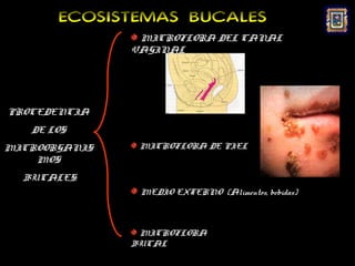 ECOSISTEMAS BUCALES
                MICROFLORA DEL CANAL
               VAGINAL




PROCEDENCIA
   DE LOS
MICROORGANIS    MICROFLORA DE PIEL
    MOS
  BUCALES:
                MEDIO EXTERNO (Alimentos, bebidas)



                MICROFLORA
               BUCAL
 