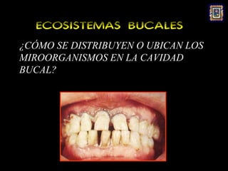 ECOSISTEMAS BUCALES
¿CÓMO SE DISTRIBUYEN O UBICAN LOS
MIROORGANISMOS EN LA CAVIDAD
BUCAL?
 