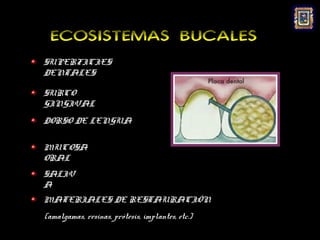ECOSISTEMAS BUCALES
SUPERFICIES
DENTALES

SURCO
GINGIVAL
DORSO DE LENGUA

MUCOSA
ORAL
SALIV
A
MATERIALES DE RESTAURACIÓN
(amalgamas, resinas, prótesis, implantes, etc.)
 